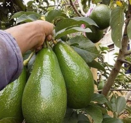 Bibit Alpukat Aligator Sambung Pucuk Konawe