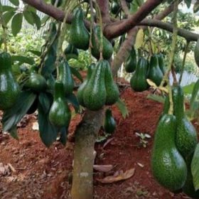 Bibit Alpukat Aligator Wonosobo