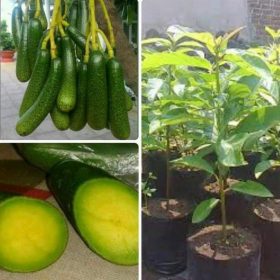 Bibit Alpukat Biji Jual Cuanki Tanpa Limited Jayawijaya