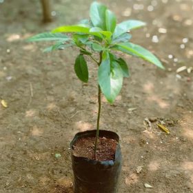 Bibit Alpukat Biji Pohon Tanpa BijiBuah Medan