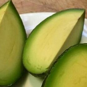 Bibit Alpukat Biji Tanaman Buah Ri Bitung