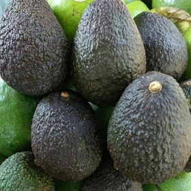 bibit alpukat hass batang sdh besar Cimahi