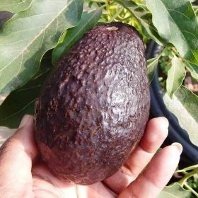 bibit alpukat haz Jambi