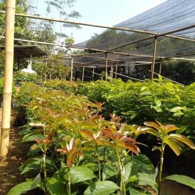 Bibit Alpukat Jumbo Aligator, Mentega Dan Buton