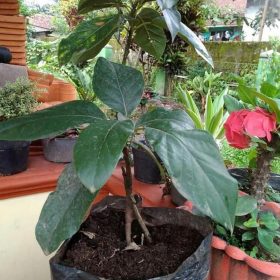 Bibit Alpukat Jumbo Kendil, Murah, Grosir Garut