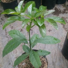 Bibit Alpukat Kelud New Subang Mahakam Ulu