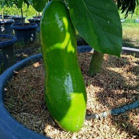 Bibit Alpukat Kelud Subang Jumbo Asli Pidie Jaya
