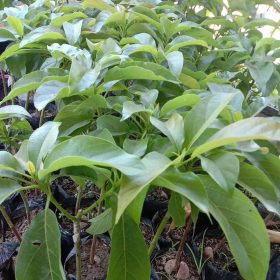 Bibit Alpukat Kelud Subang Original Cilegon