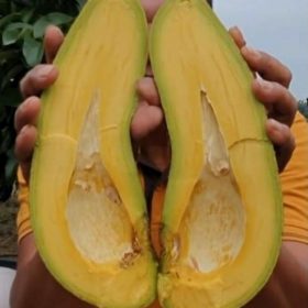 Bibit Alpukat Kelud Subang Tapanuli Utara
