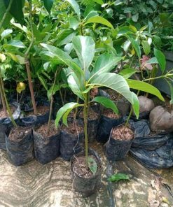 Bibit Alpukat Kelud Super Murah Cocok Untuk Tambulapot Sorong Selatan