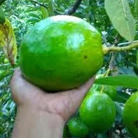 Bibit Alpukat Kendil Dicari Unik, Buah Super Jumbo Tekstur Lembut Gbb Bln Kendal