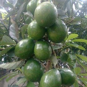 Bibit Alpukat Kendil Jumbo Markus Surakarta