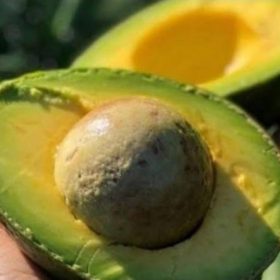 bibit alpukat kendil kualitas super cepat berbuah Parepare