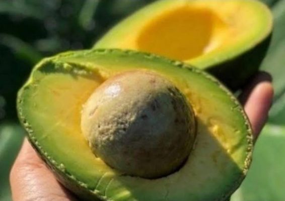 bibit alpukat kendil kualitas super cepat berbuah Parepare