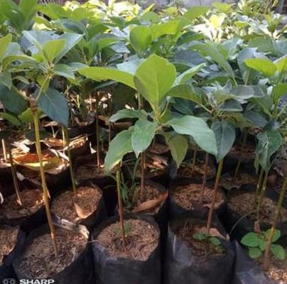 Bibit Alpukat Kendil Markus - Hawai Prabumulih