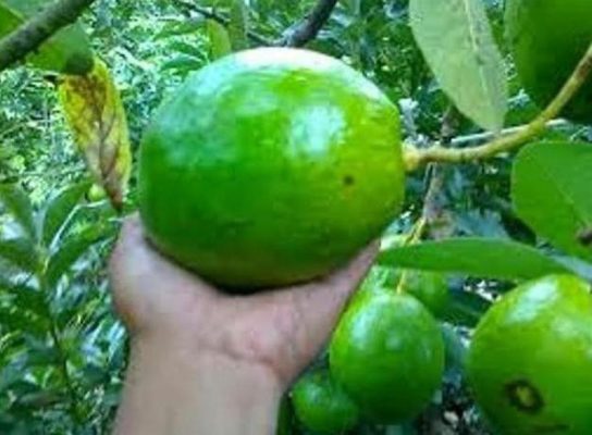 Bibit Alpukat Kendil Restock Unik, Buah Super Jumbo Tekstur Lembut Gbb Kuningan