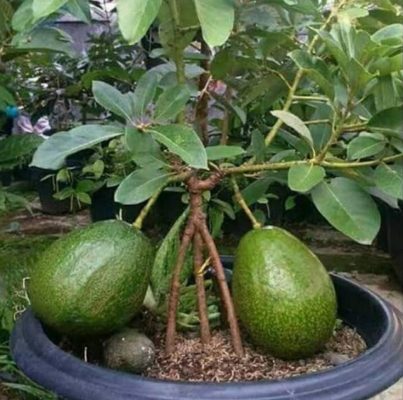 Bibit Alpukat Kendil Super Jumbo Unggul Kepulauan Meranti