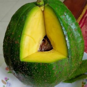bibit alpukat kendil super murah Cilegon