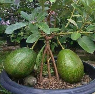 Bibit Alpukat Markus Jual - Kendil Super Jumbo Pandeglang