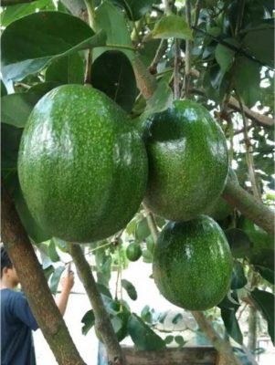 bibit alpukat markus super jumbo Kotamobagu