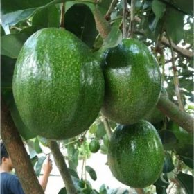 bibit alpukat markus super jumbo Sumatra Barat