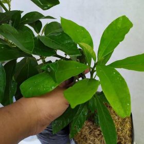 Bibit Alpukat Mentega Buah Atau Alpukar Martega Pohon Tojo Una-Una