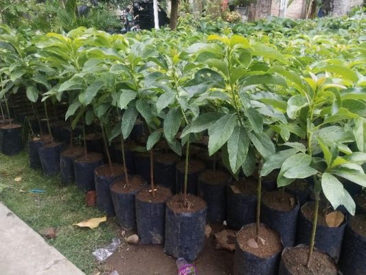 bibit alpukat mentega cepat berbuah Palembang