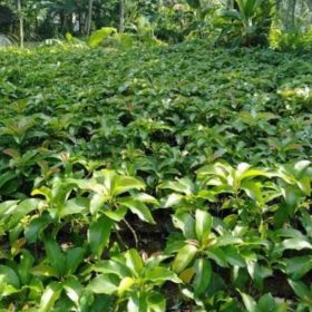 Bibit Alpukat Mentega Jumbo Langsung Beli - Pendek Bisa Berbuah Boven Digoel