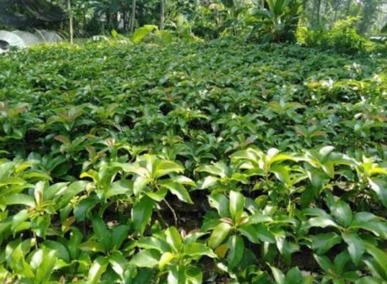 Bibit Alpukat Mentega Jumbo Langsung Beli - Pendek Bisa Berbuah Boven Digoel