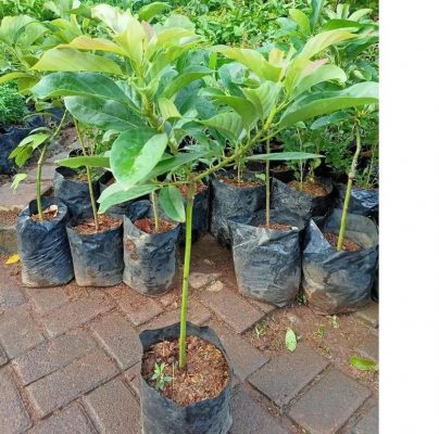 Bibit Alpukat Mentega Jumbo Recomended - Cangkok Okulasi Tanaman Pohon Buah Aligator Markus Kualit Sanggau