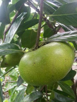 Bibit Alpukat Mentega Jumbo Sawo Hitam Black Sapote Dan Buton Selatan