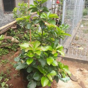 Bibit Alpukat Mentega Jumbo Stek Pucuk Pangkal Pinang