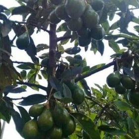 Bibit Alpukat Mentega Jumbo Tanaman Buah Kutai Barat