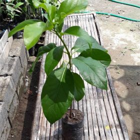 bibit alpukat mentega jumbo termurah Kota Administrasi Jakarta Pusat