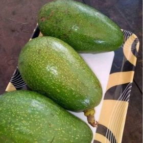 bibit alpukat mentega super jumbo cepat berbuah Tarakan
