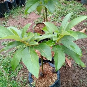 bibit alpukat miki jumbo hasil okulasi cepat berbuah Sumatra Selatan