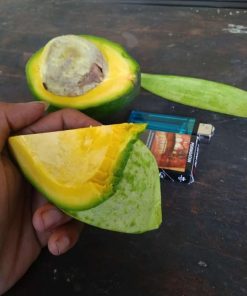 bibit alpukat miki original tanaman buah berwarna mentega paling genjah anti ulat Maluku