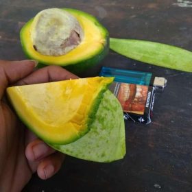 bibit alpukat miki original tanaman buah berwarna mentega paling genjah anti ulat Pontianak