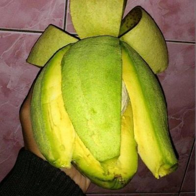 bibit alpukat miki Palu