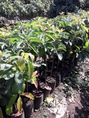 Bibit Alpukat Pluwang Aligator, Kendil, Miki, Konawe Selatan