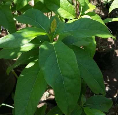 Bibit Alpukat Pluwang Bulukumba