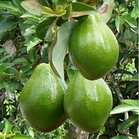 bibit alpukat pluwang hawai jumbo Jakarta