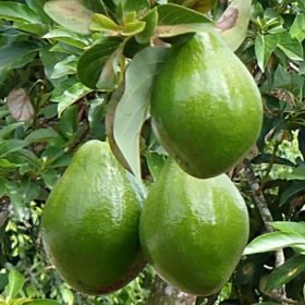 Bibit Alpukat Pluwang Hawai Jumbo Kutai Timur