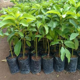 Bibit Alpukat Pluwang Jual Okulasi Unggulan Pati