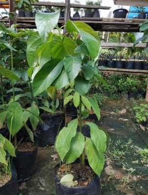 Bibit Alpukat Pluwang Miki Aligator Kendil Mentega - Wisatani Tarakan