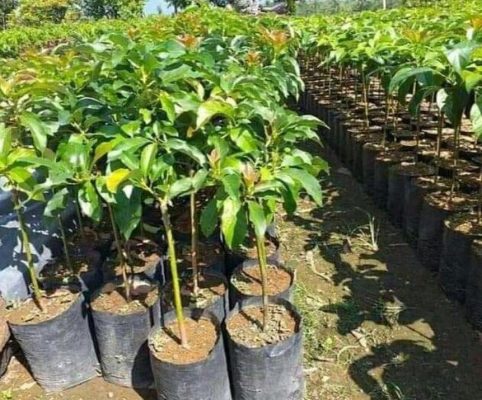 Bibit Alpukat Pluwang Ready Bisa Berbuah Didalam Kyy