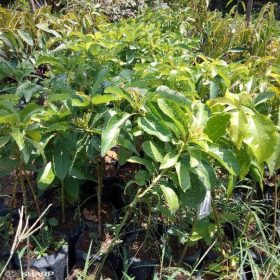 Bibit Alpukat Pluwang Super Unggul Pasuruan
