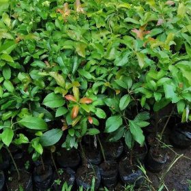 Bibit Alpukat Pluwang Tanaman Sungai Penuh