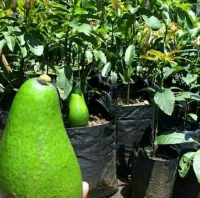 Bibit Alpukat Pluwang Unggul , Sintang