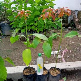 Bibit Alpukat Red Vietnam AsliValid Teluk Bintuni